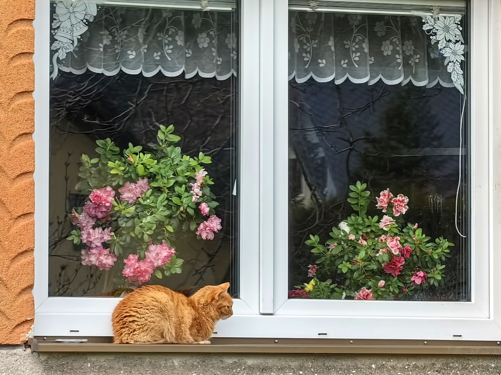 a cat sitting on a window sill looking out the window