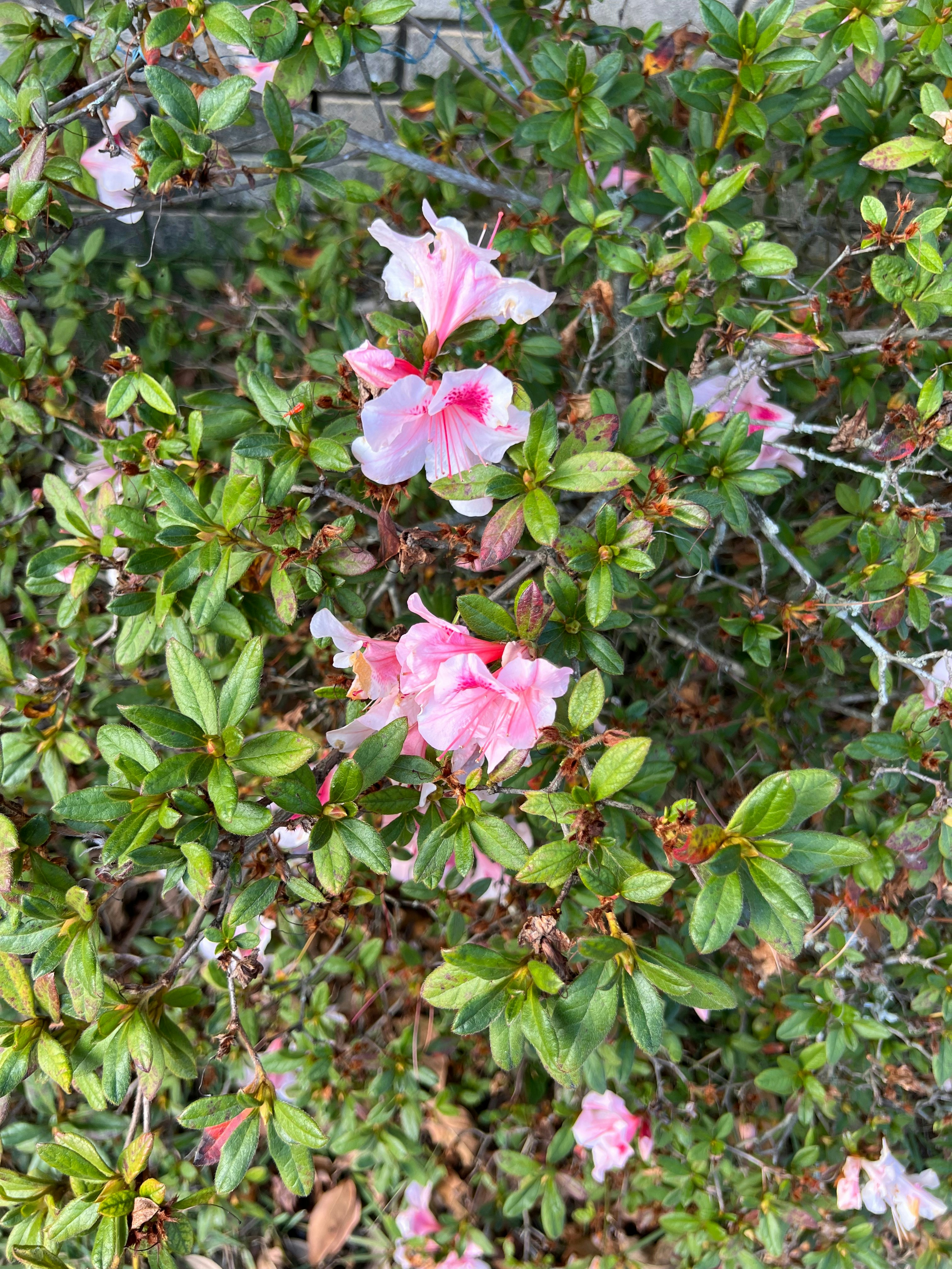 a bush with pink flowers and green leaves