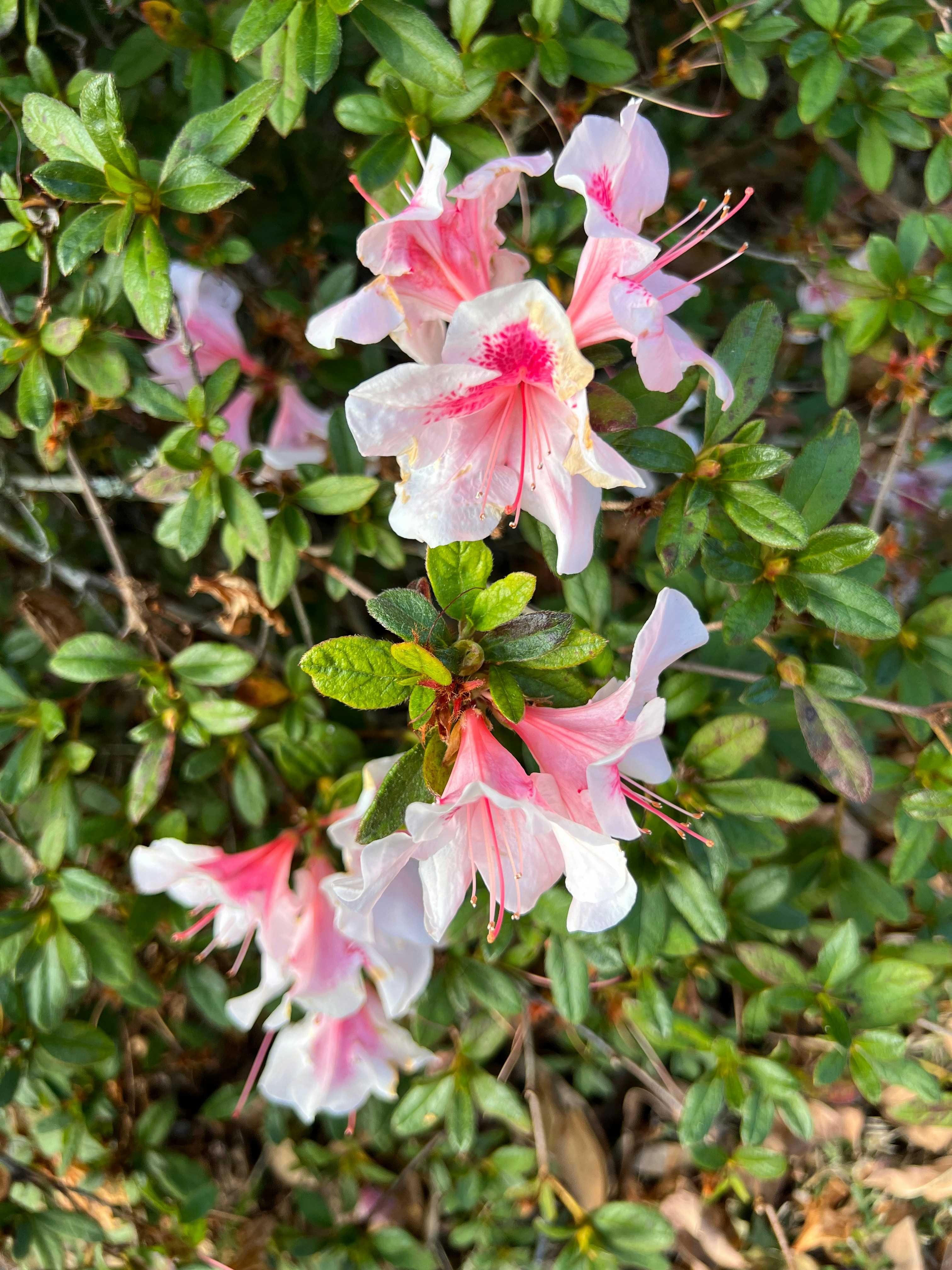 a group of pink and white flowers on a bush