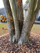 a couple of trees that are next to each other