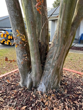 a couple of trees that are next to each other
