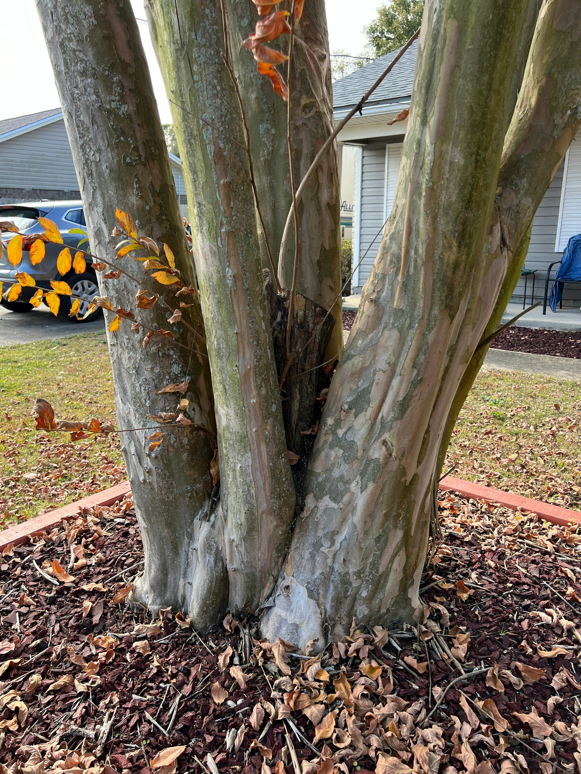 a couple of trees that are next to each other