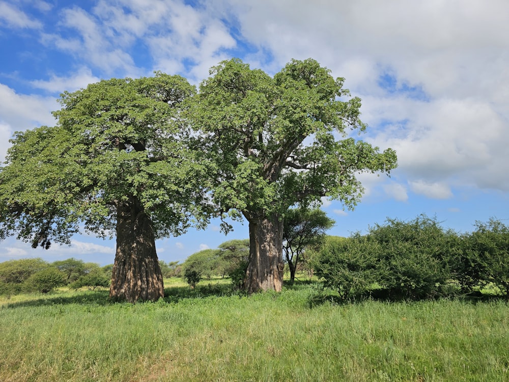 a couple of trees that are in the grass