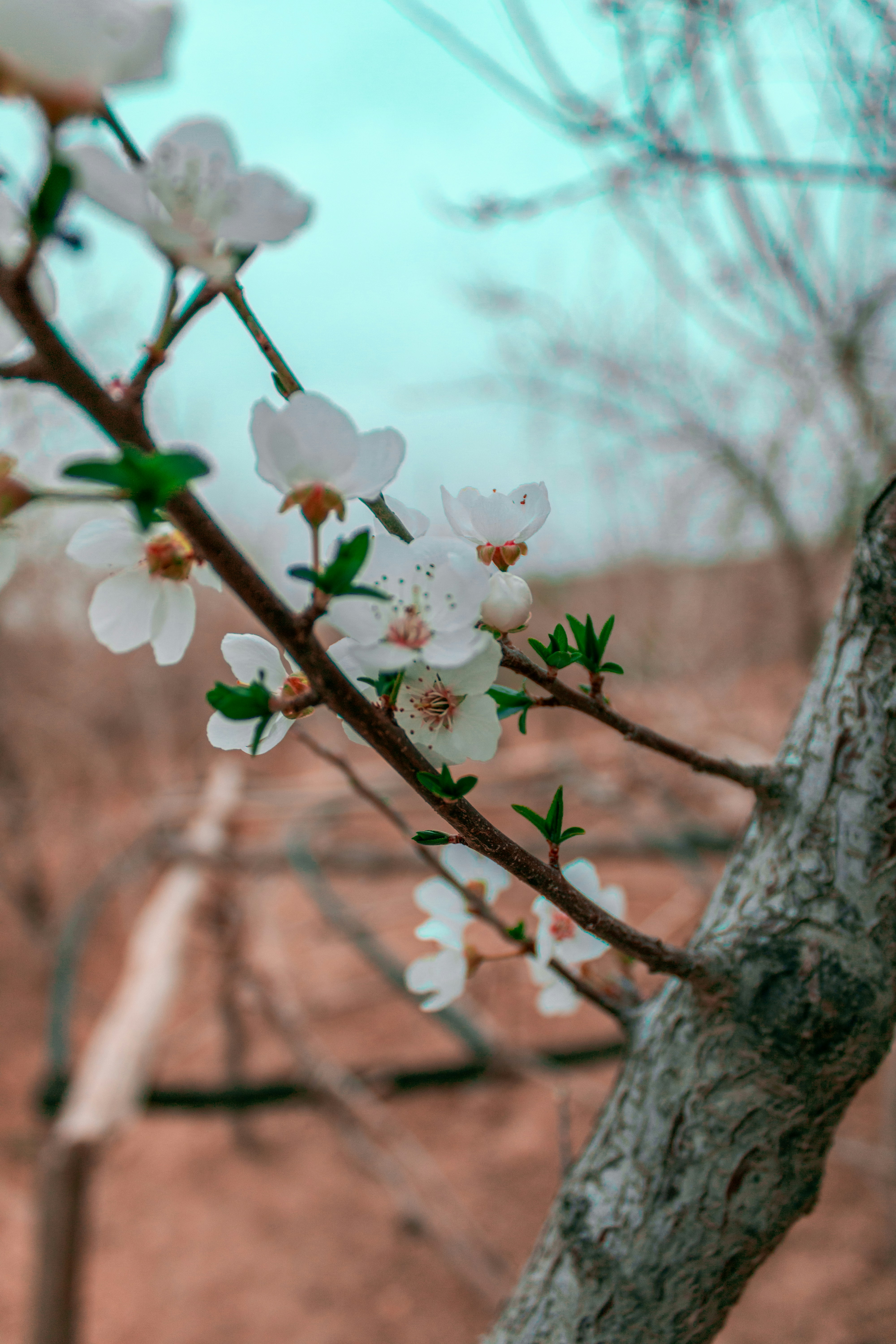 A branch of a tree with white flowers photo – Free Tehran Image on Unsplash