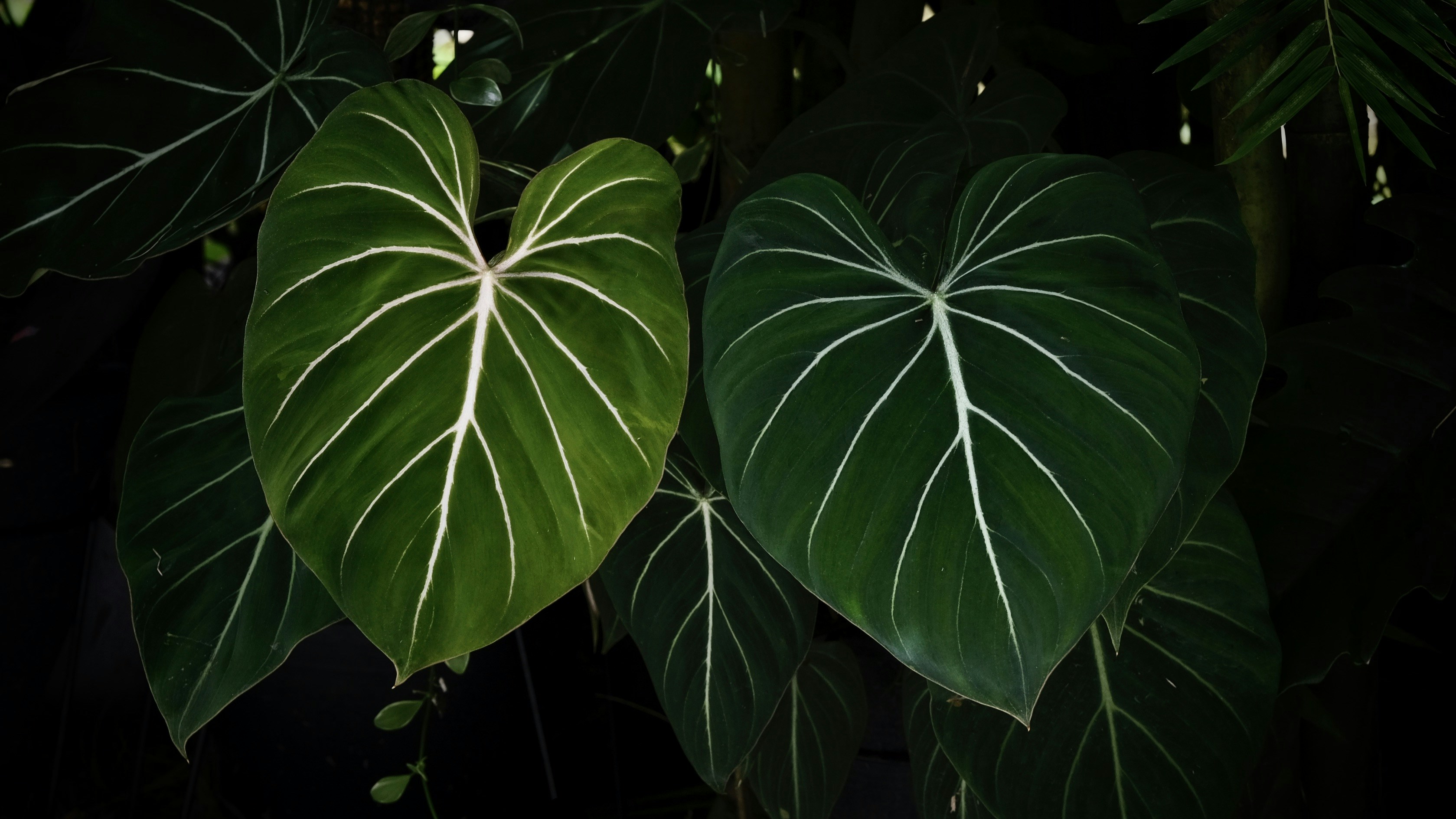 a couple of large green leaves next to each other