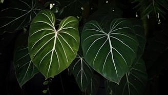 a couple of large green leaves next to each other
