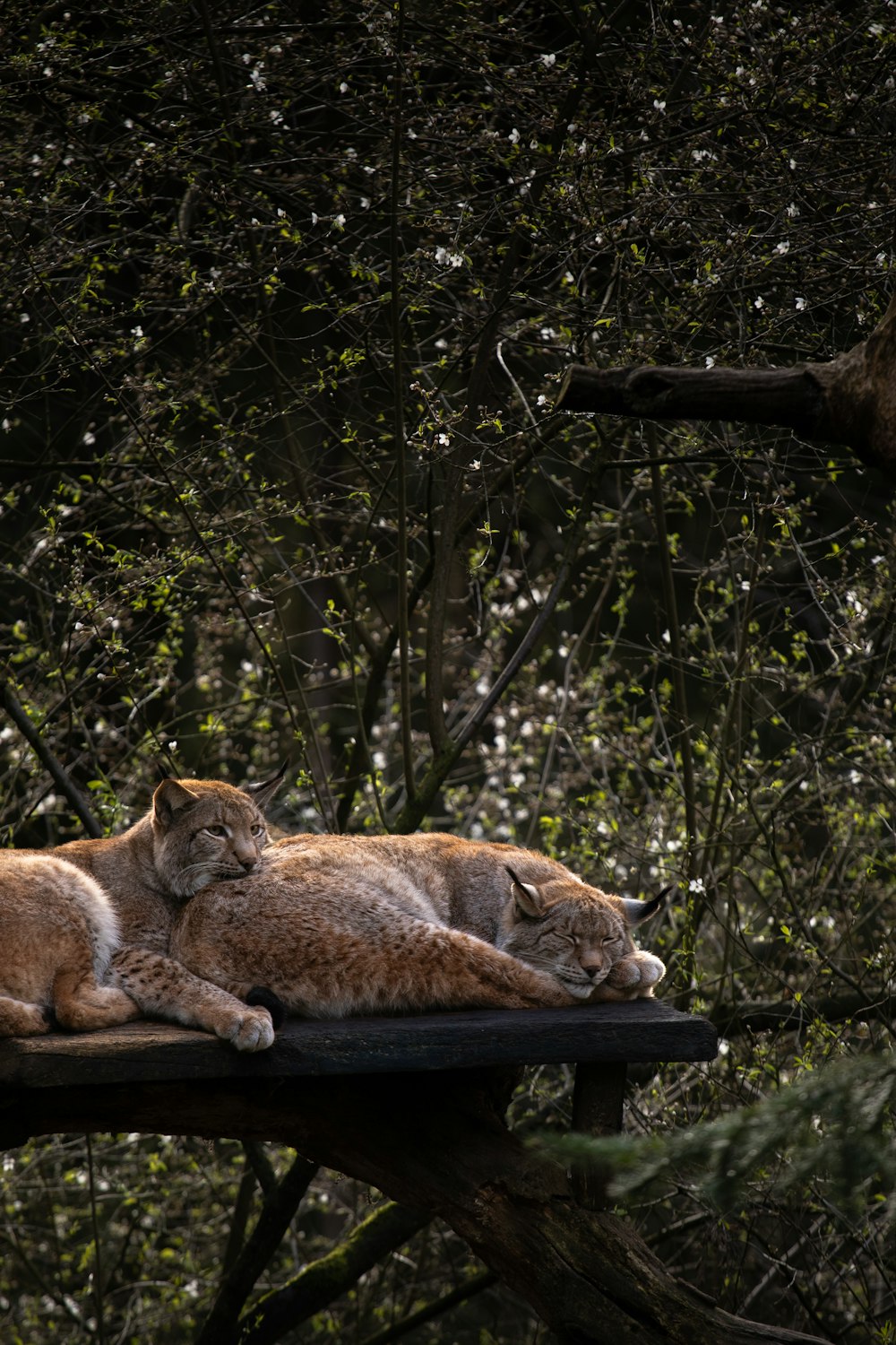 a couple of cats laying on top of a wooden bench