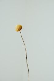 a plant with a yellow ball on top of it