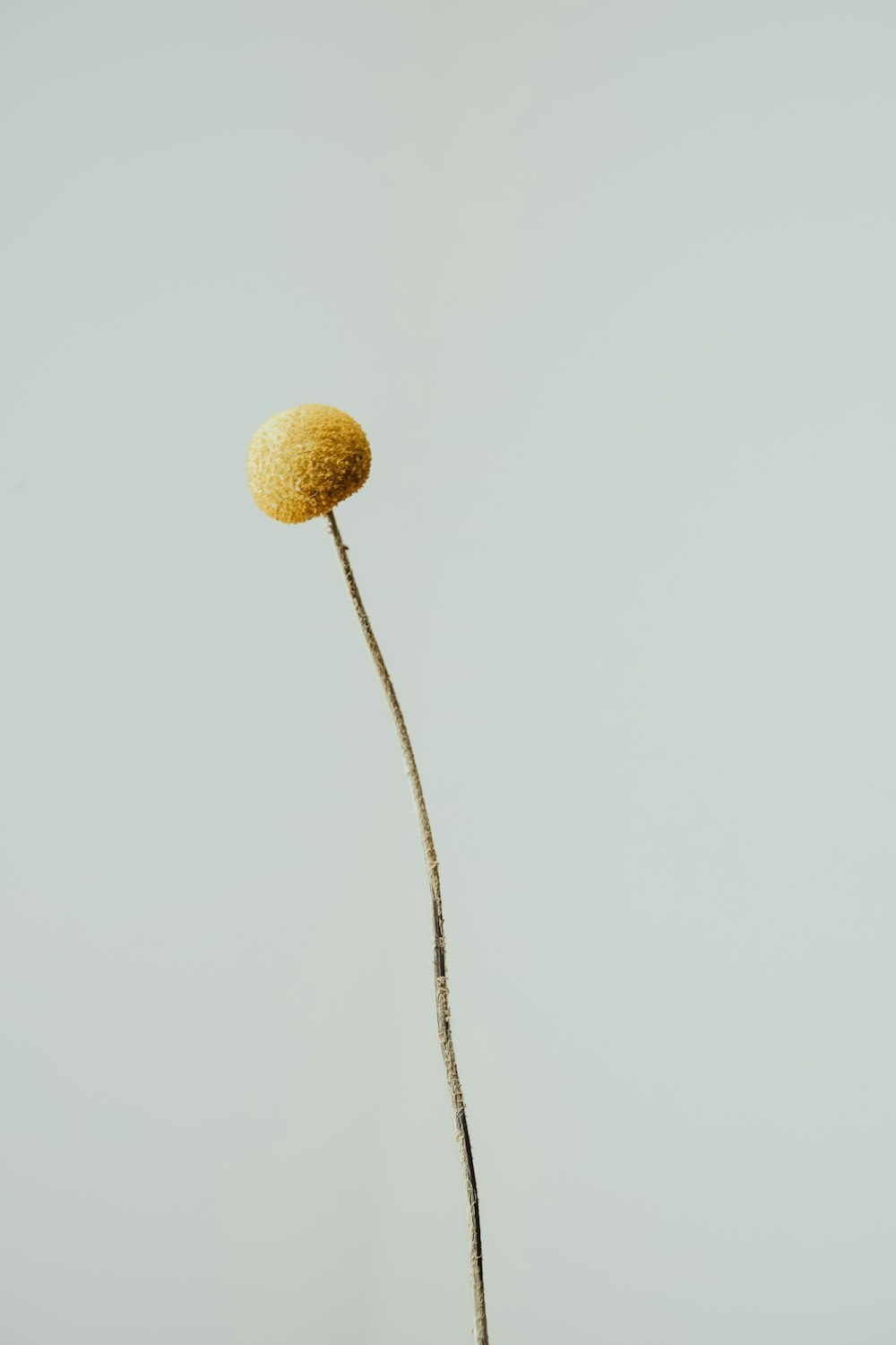uma planta com uma bola amarela em cima dela