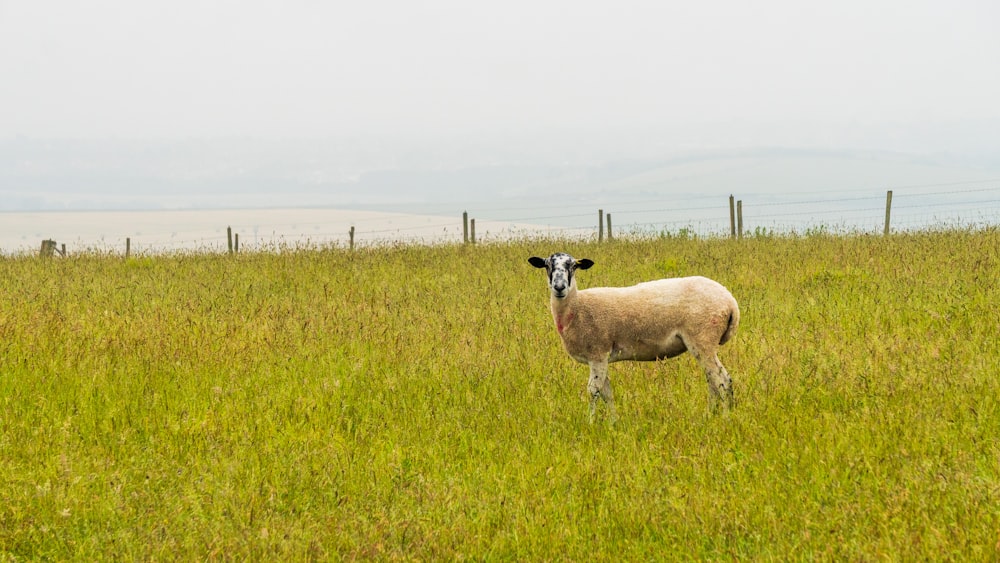 a sheep standing in a field of grass