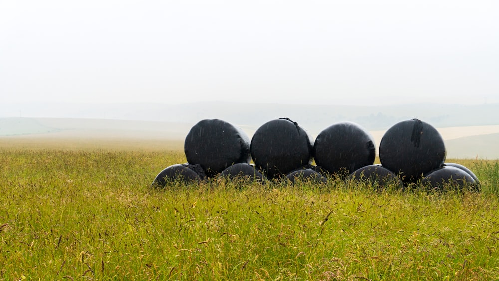 a group of black balls sitting on top of a lush green field