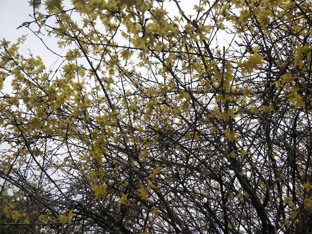 a bird is perched on a branch of a tree