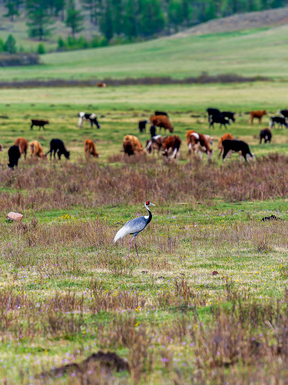 a large bird standing in a field of cattle