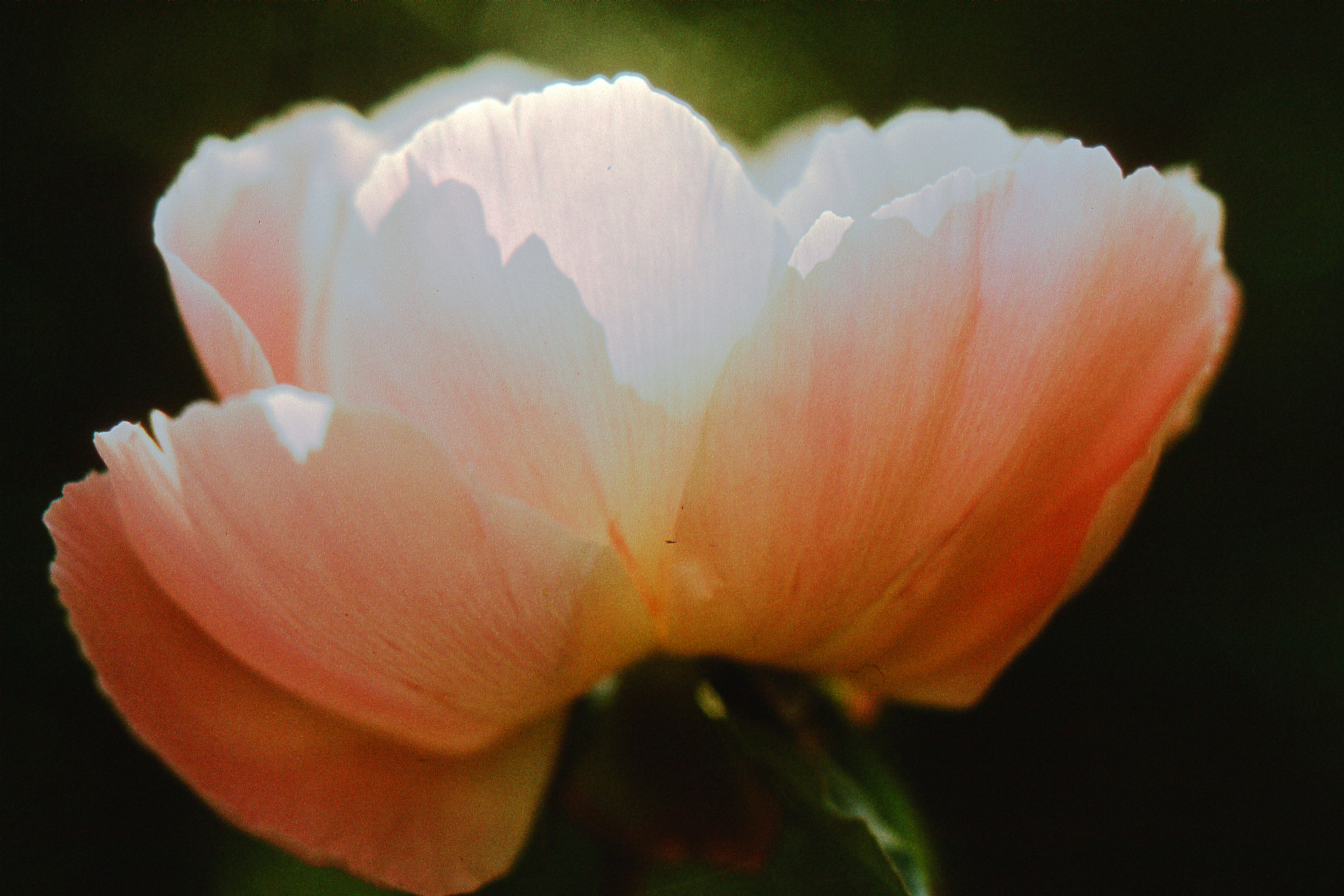 a close up of a flower with a blurry background