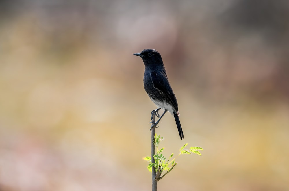 a black bird sitting on top of a plant