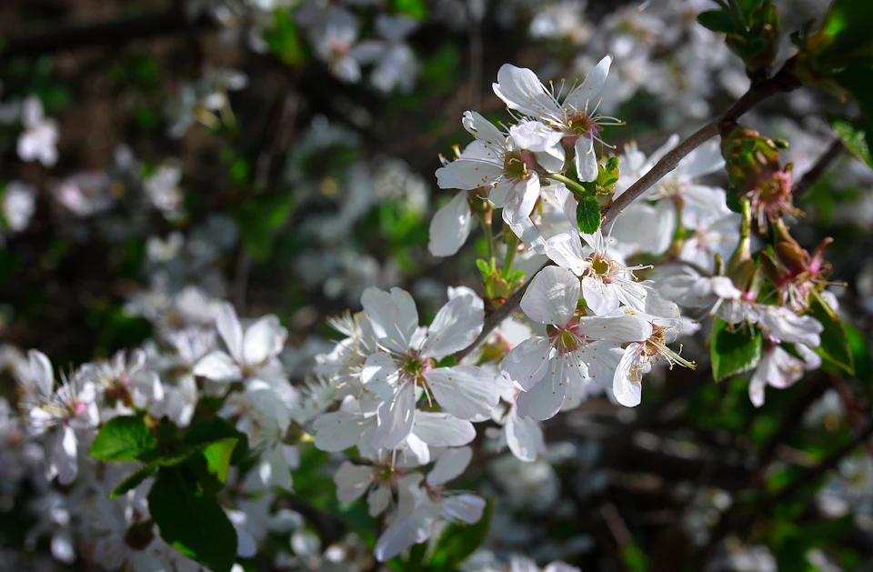 Close-up view of a branch with white flowers in full bloom on a tree