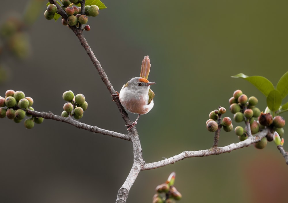 a small bird sitting on a tree branch