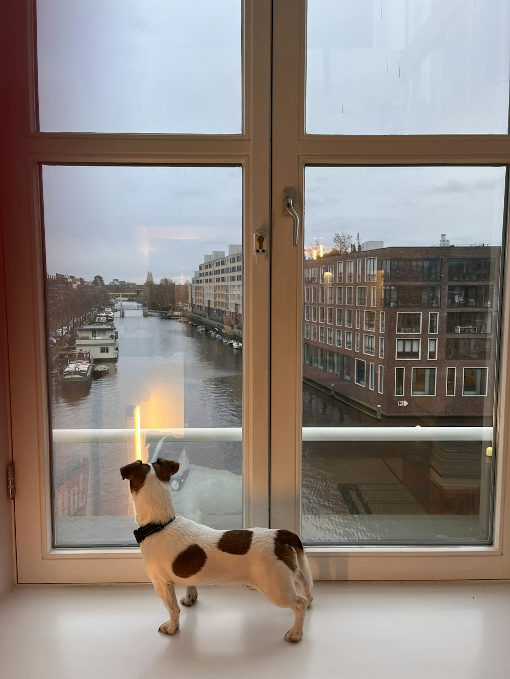 a small dog standing in front of a window