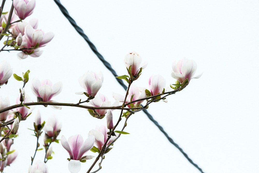 um ramo de flores que estão em uma árvore