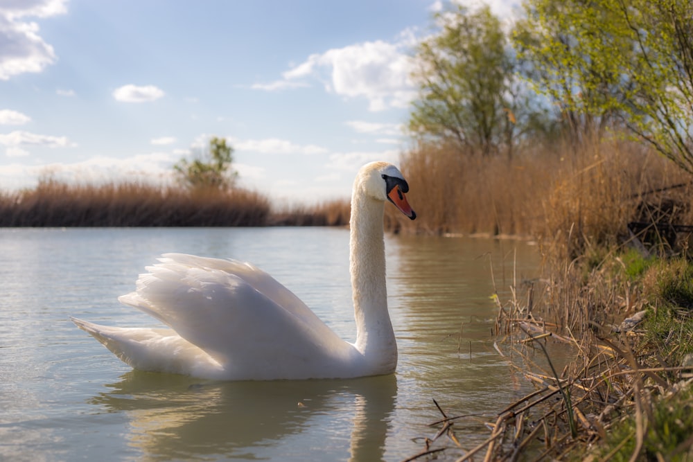 a white swan floating on top of a body of water