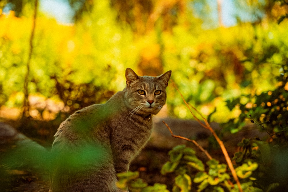 a cat standing in the middle of a forest