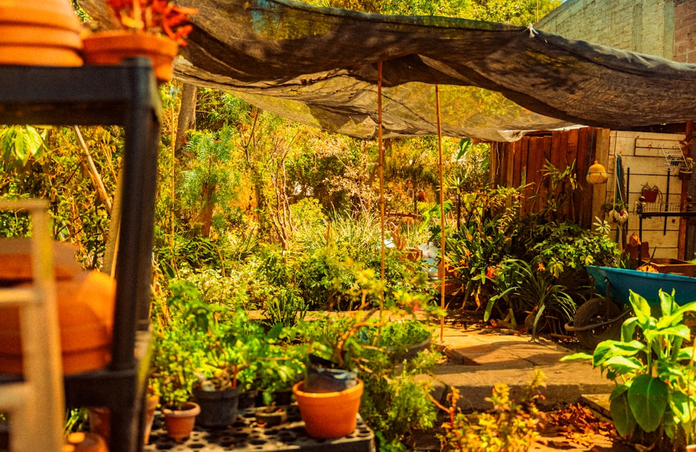 a garden with lots of potted plants and trees