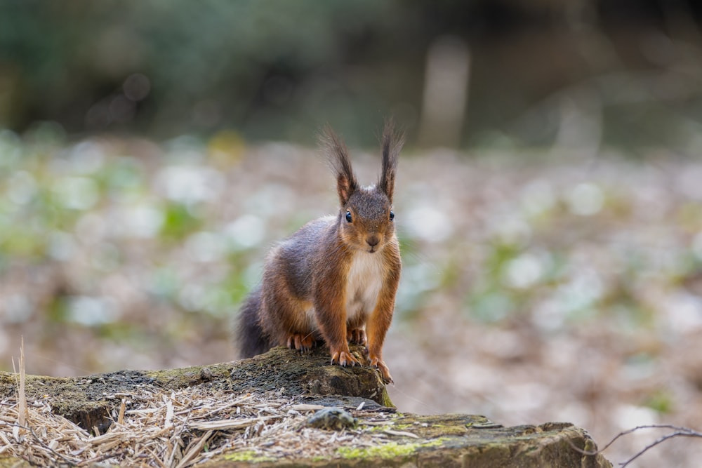 a squirrel standing on top of a tree stump