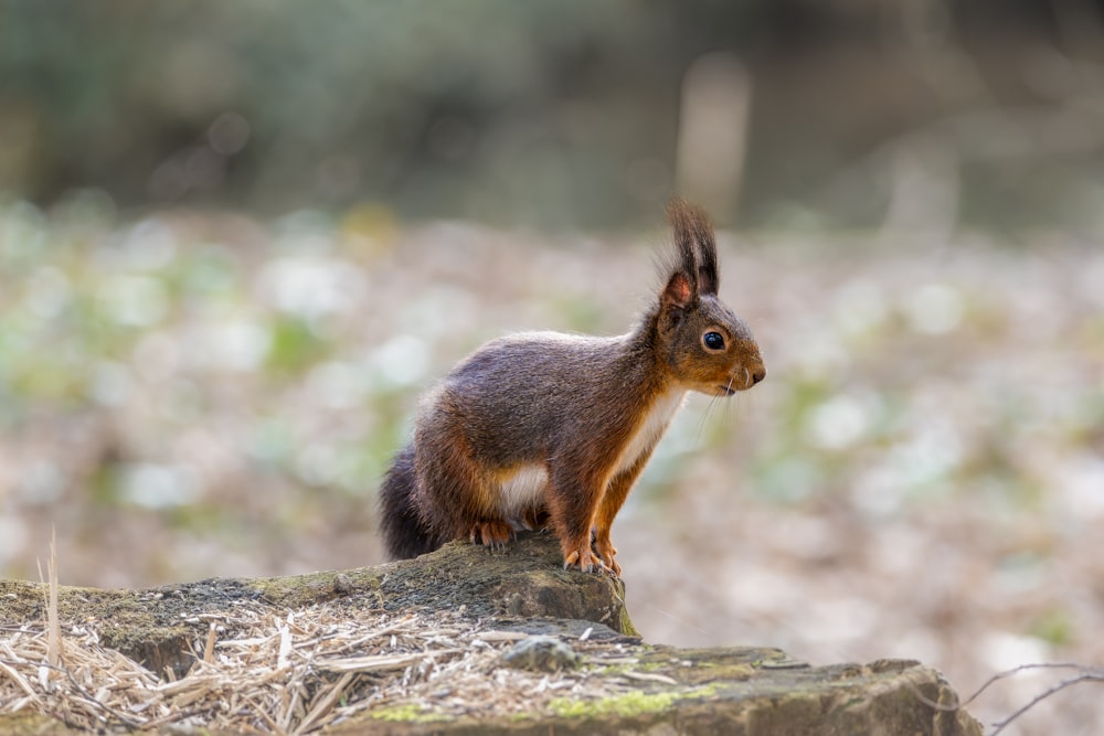 a squirrel is standing on a rock in the woods