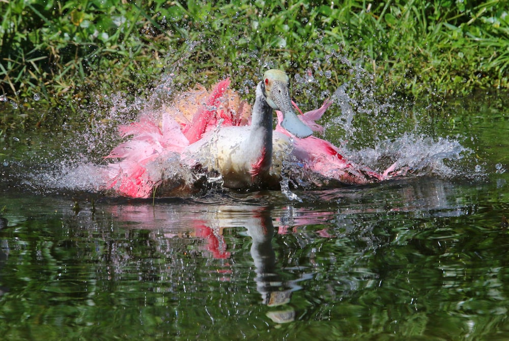 a bird splashing in the water with its wings spread