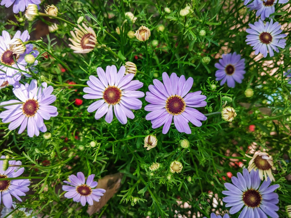 a bunch of purple flowers that are in the grass