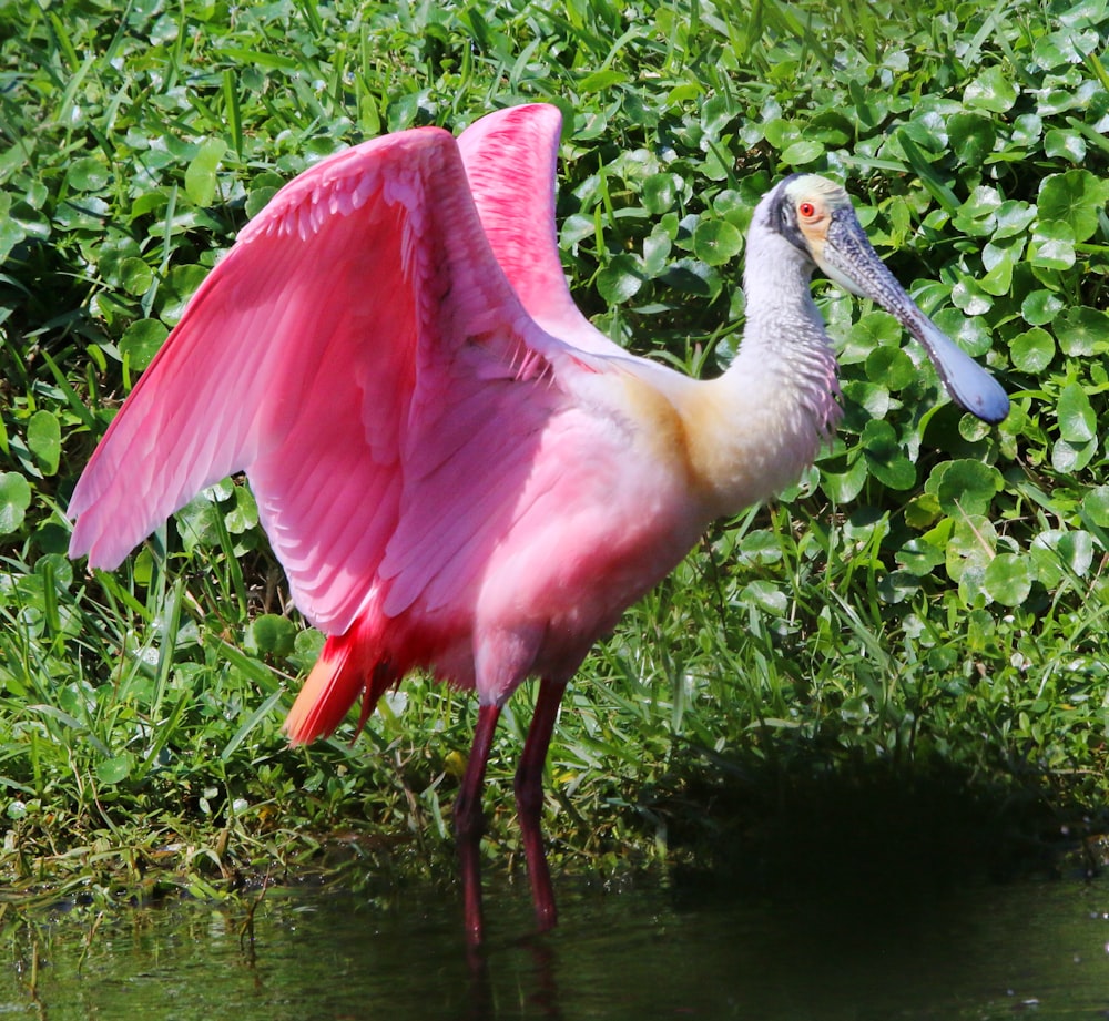 a pink bird with a long bill standing in the water