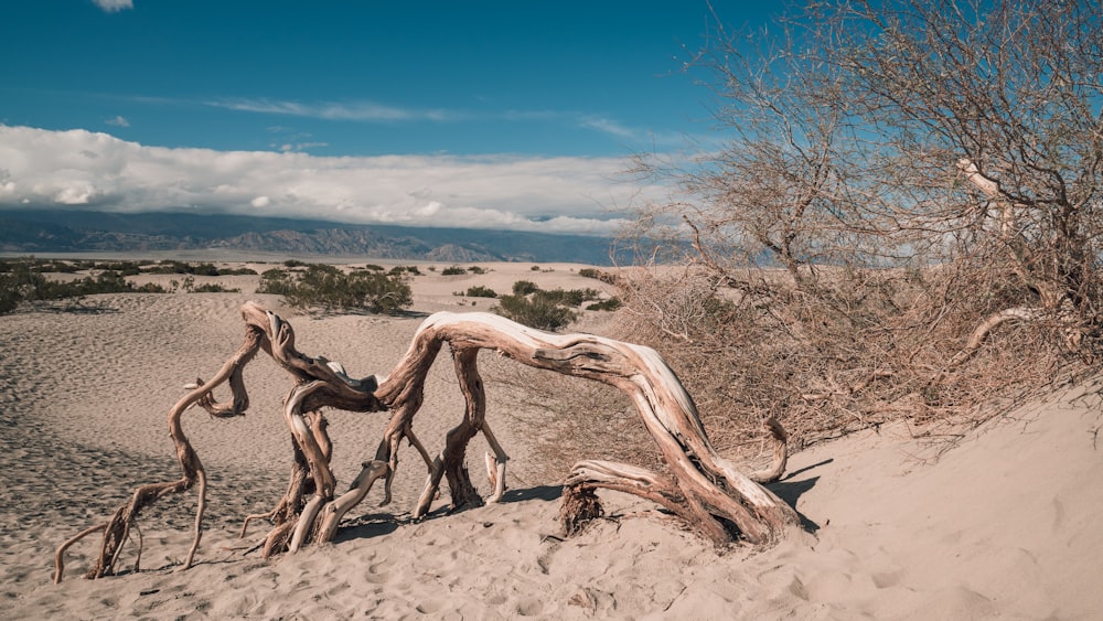 a driftwood tree in the sand on a sunny day