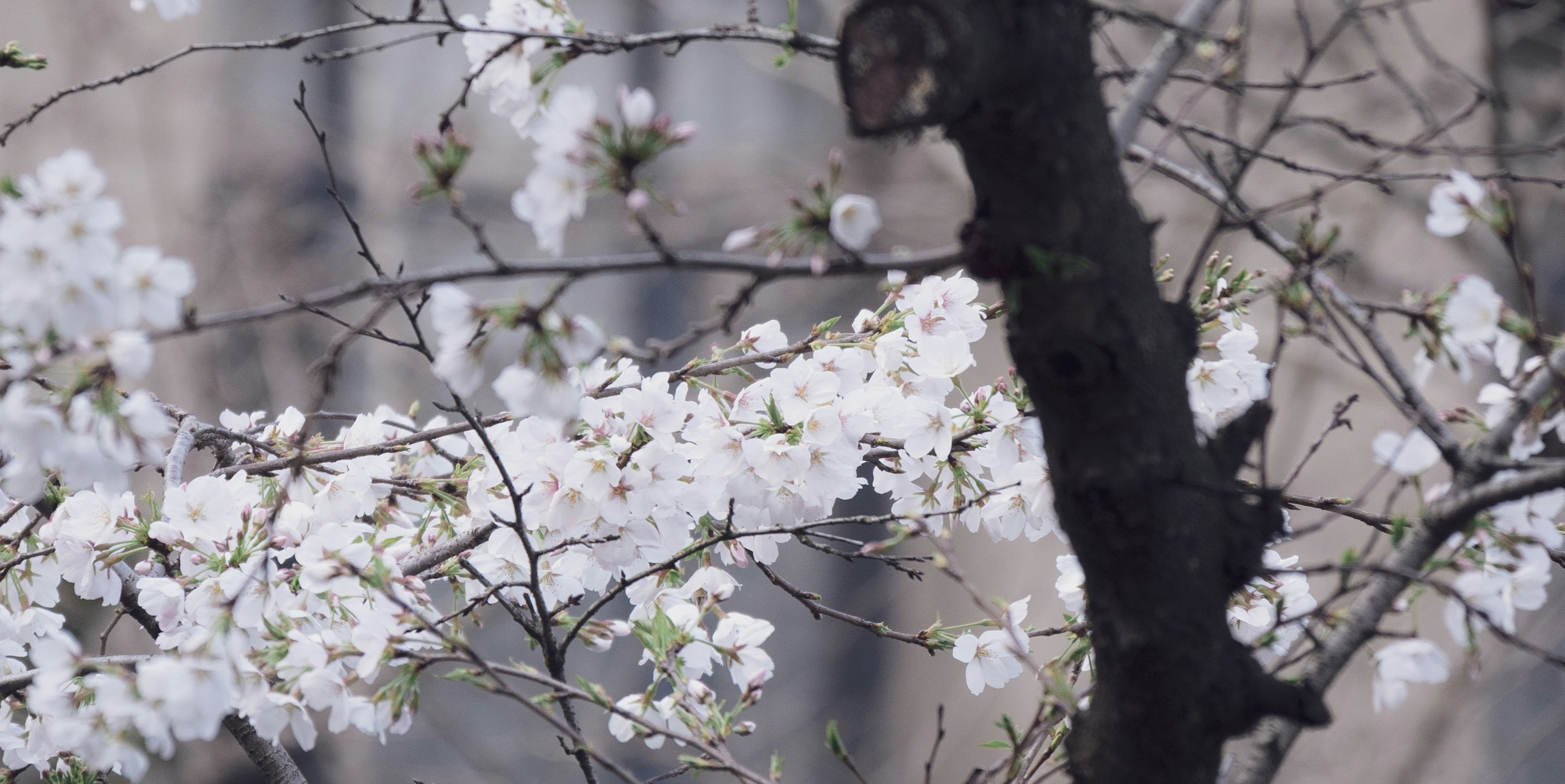Photo by nyenchen