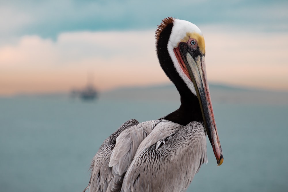 a pelican with a long beak standing in front of a body of water
