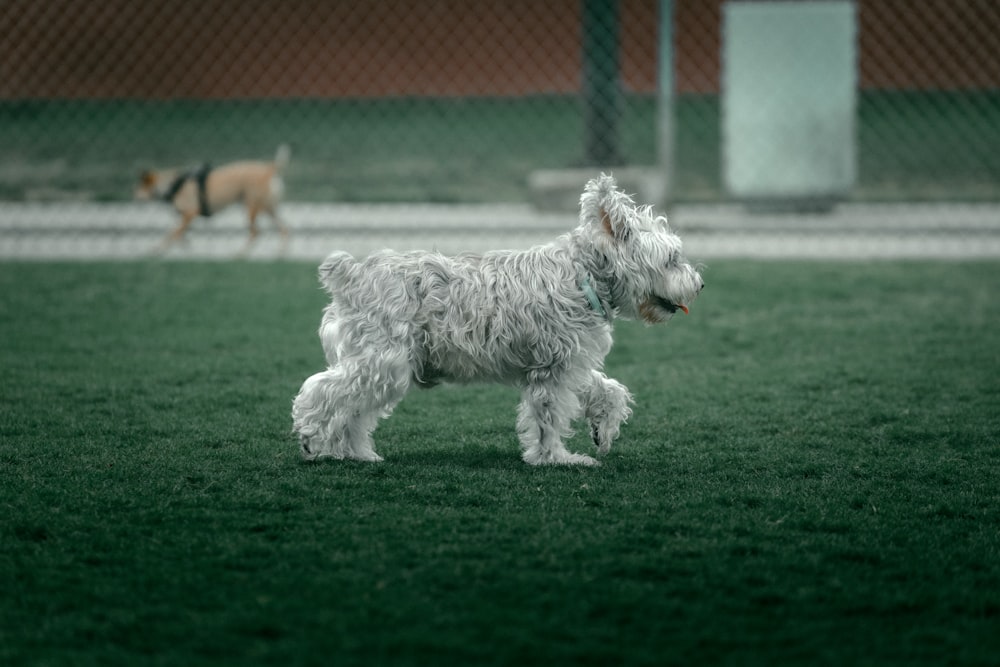 a small white dog standing on top of a lush green field