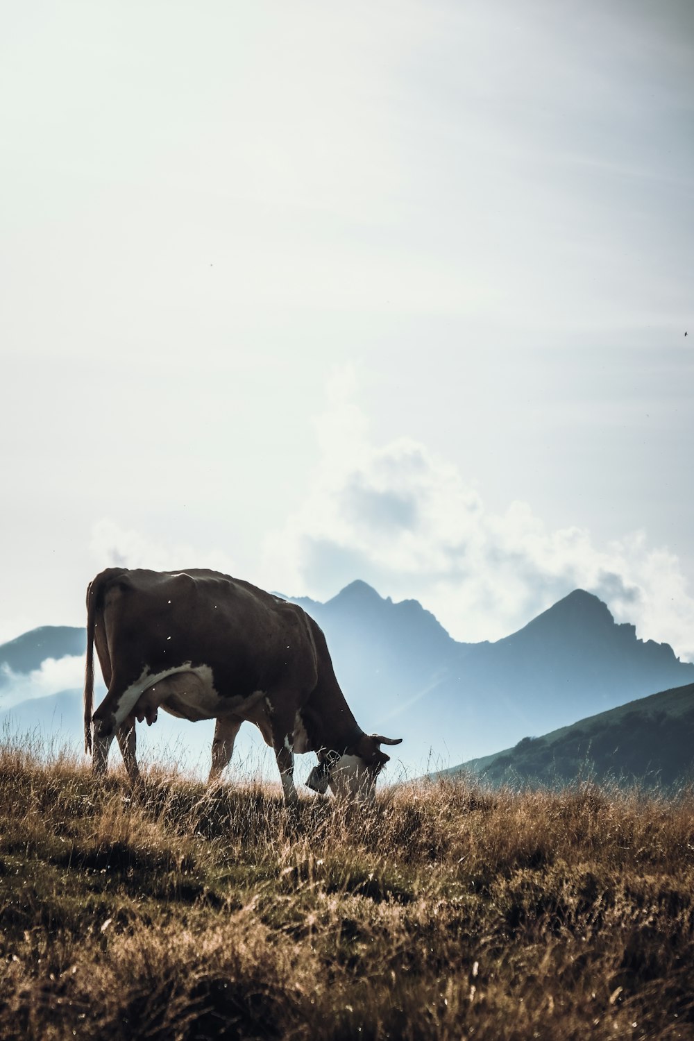 a cow grazing in a field with mountains in the background