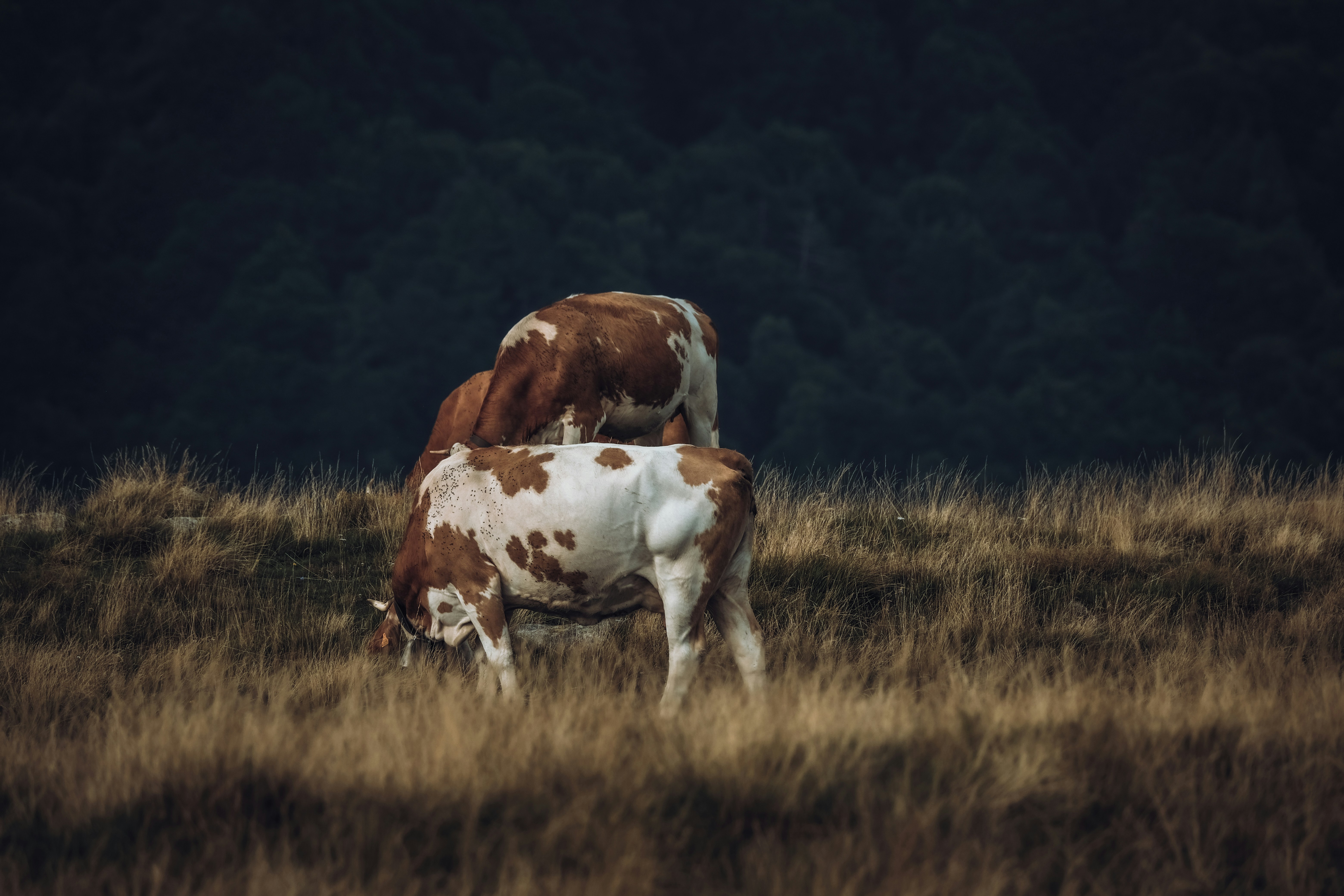 Photo by francesco_ungaro