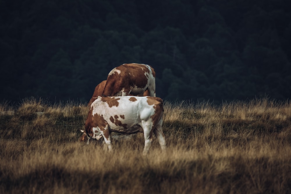 a brown and white cow eating grass in a field