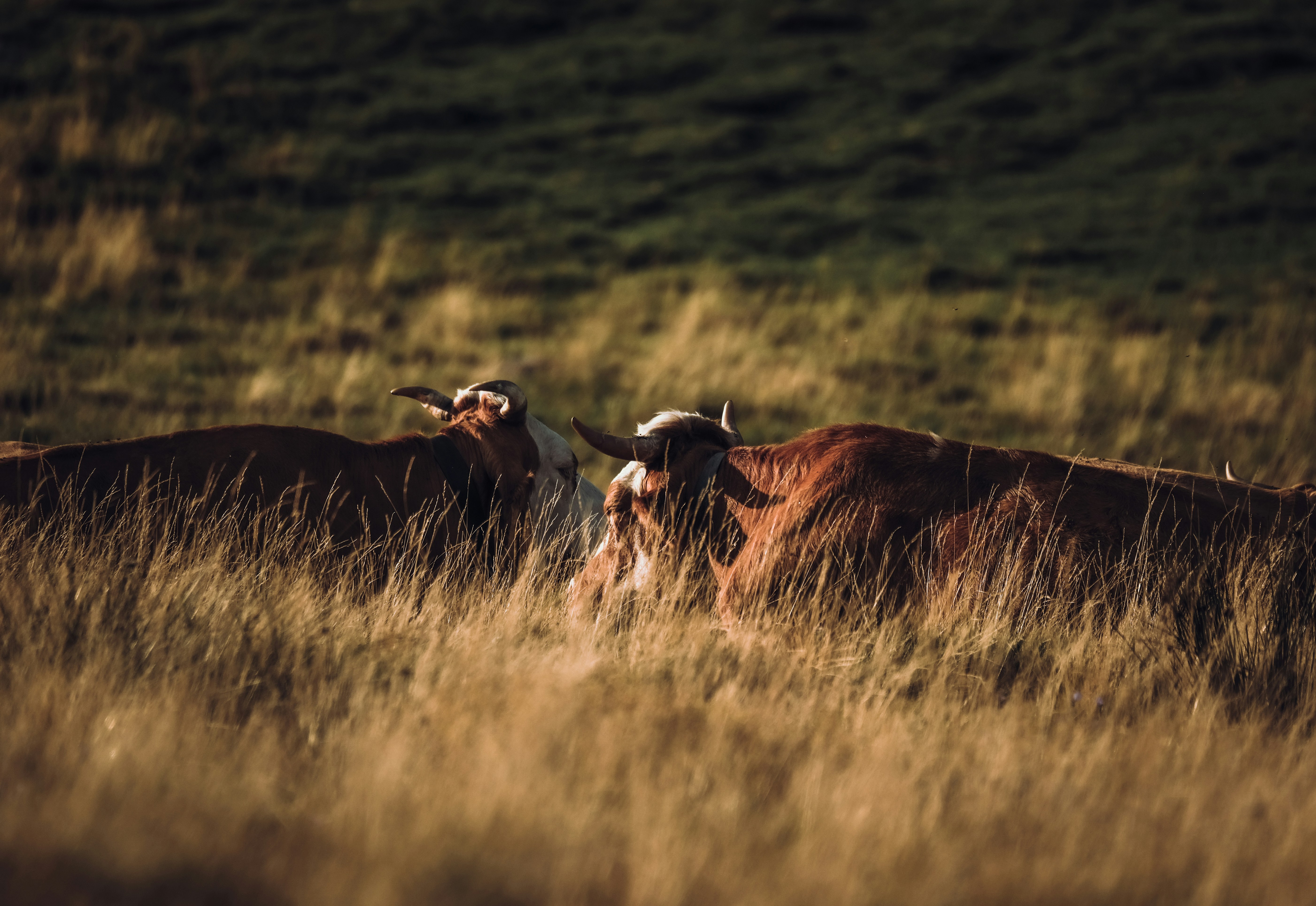 Photo by francesco_ungaro