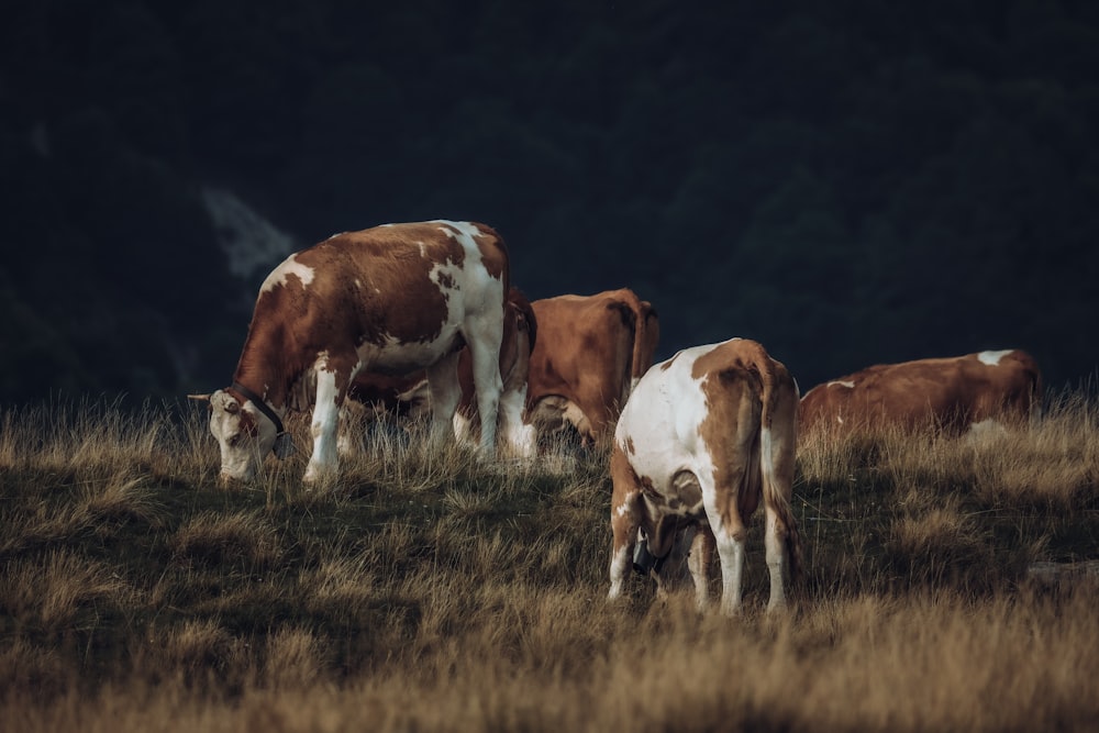 a group of cows grazing in a field