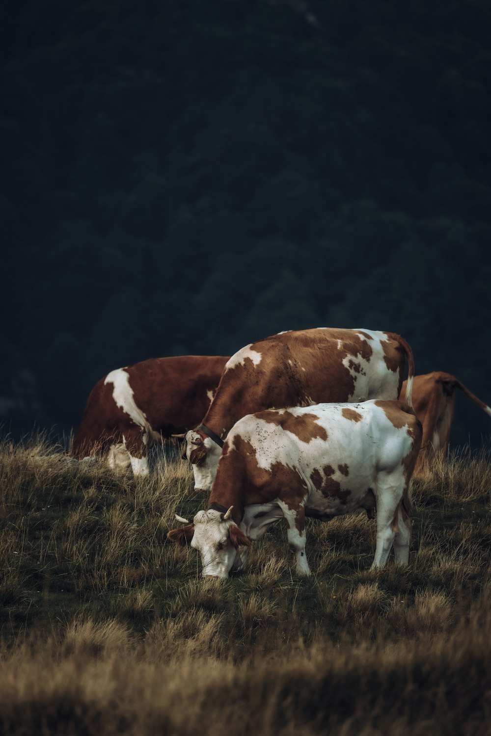 a couple of brown and white cows grazing in a field