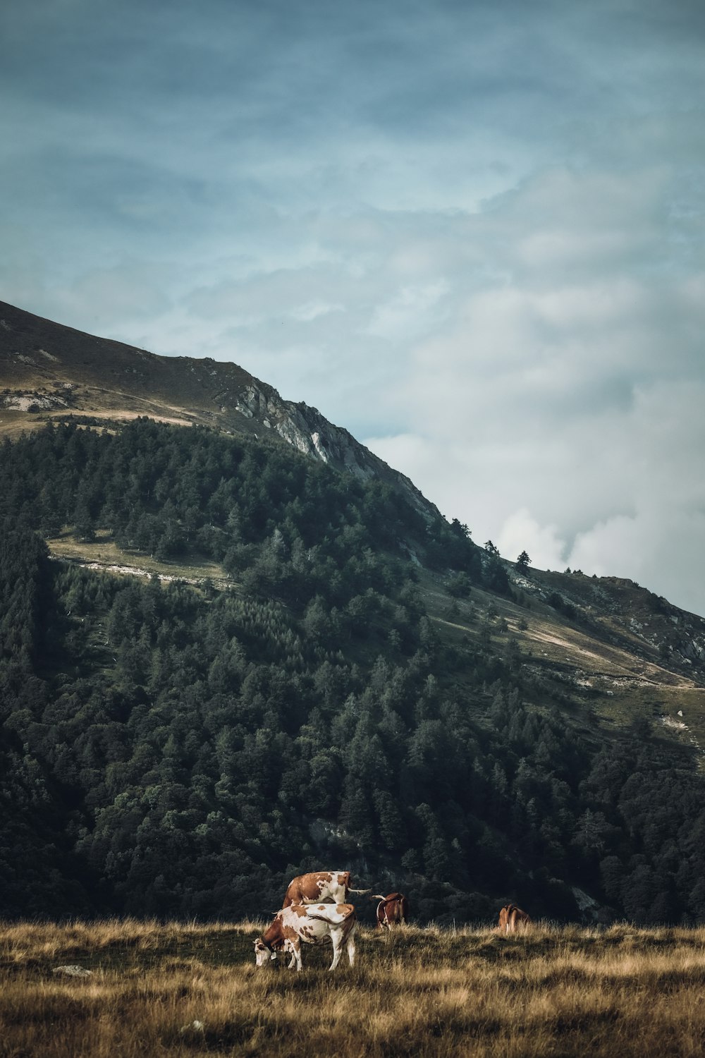 a herd of cattle grazing on a lush green hillside