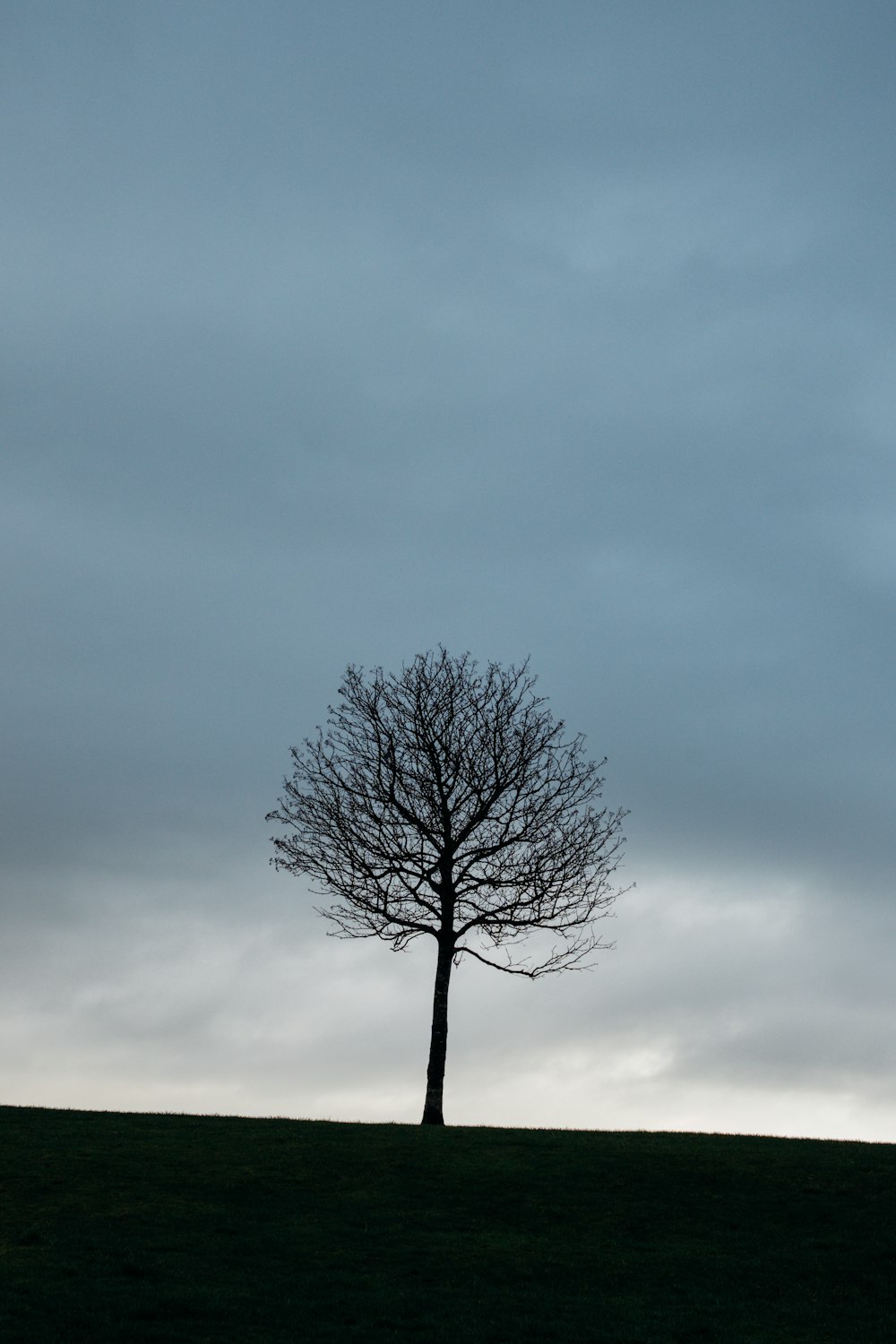 un arbre solitaire sur une colline sous un ciel nuageux