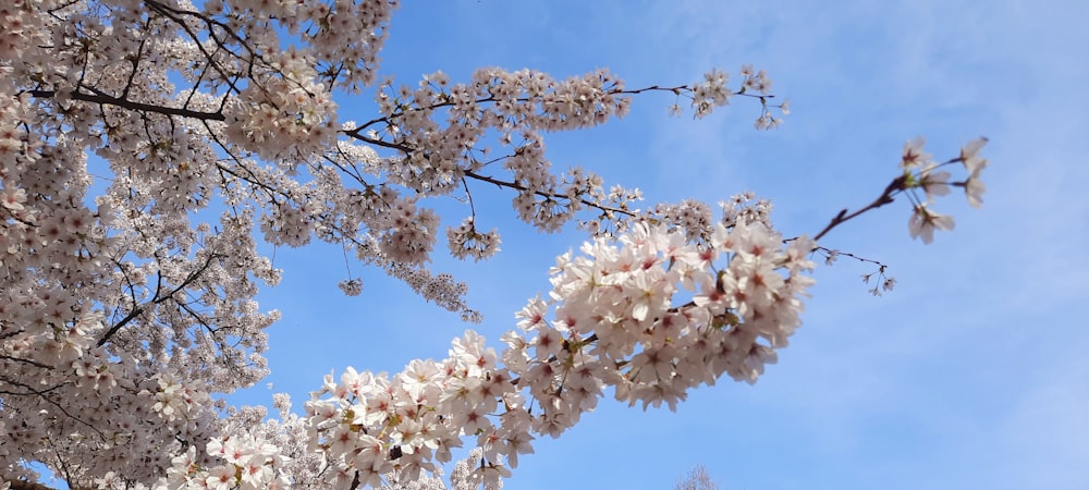 a tree with lots of white flowers in front of a blue sky