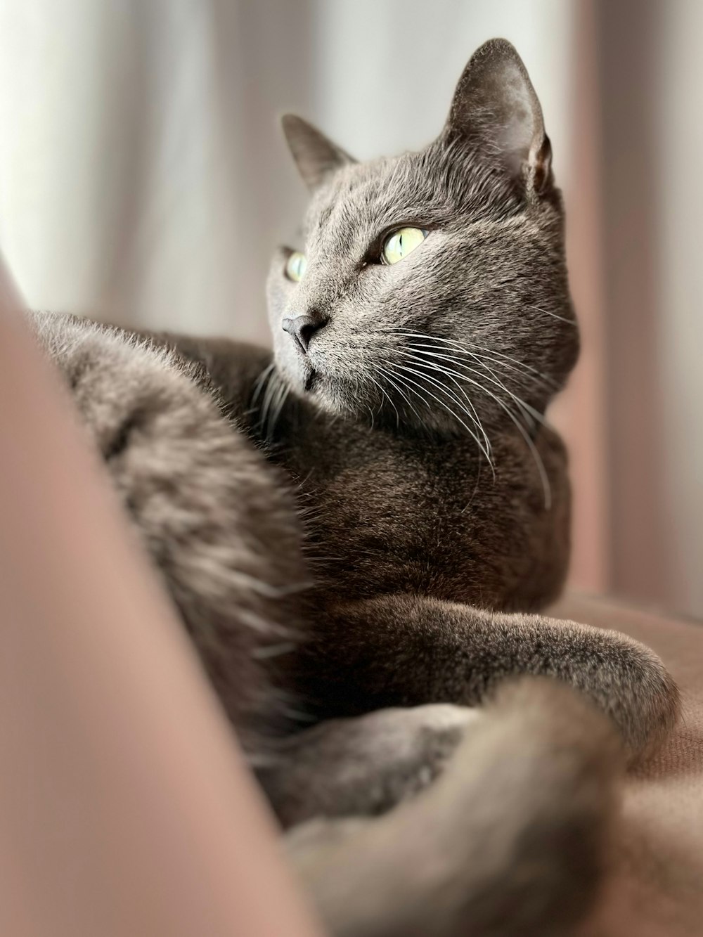 a gray cat laying on top of a bed