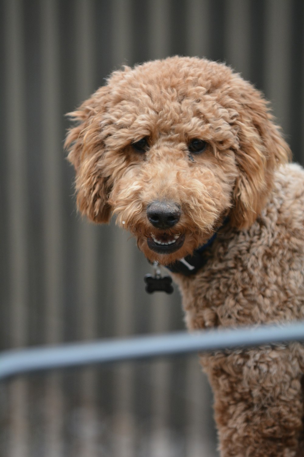 a small brown dog standing next to a metal fence