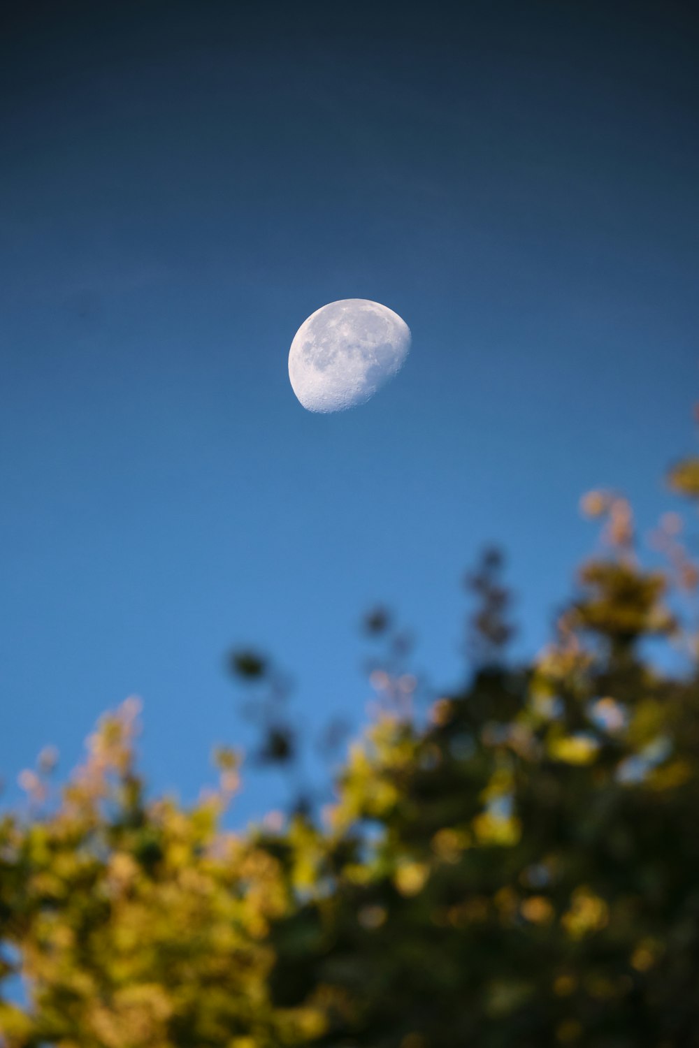 the moon is seen through the trees on a clear day