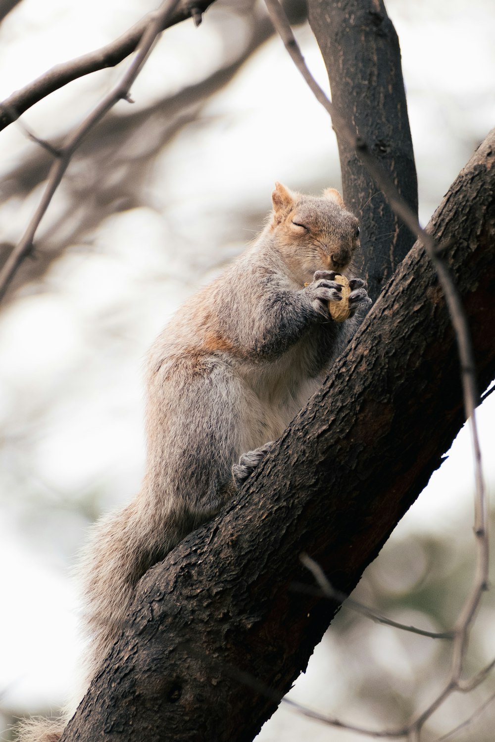 a squirrel is sitting on a tree branch