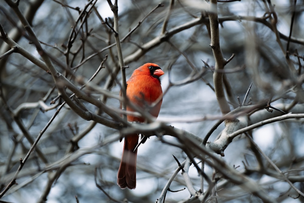 a red bird sitting on top of a tree branch