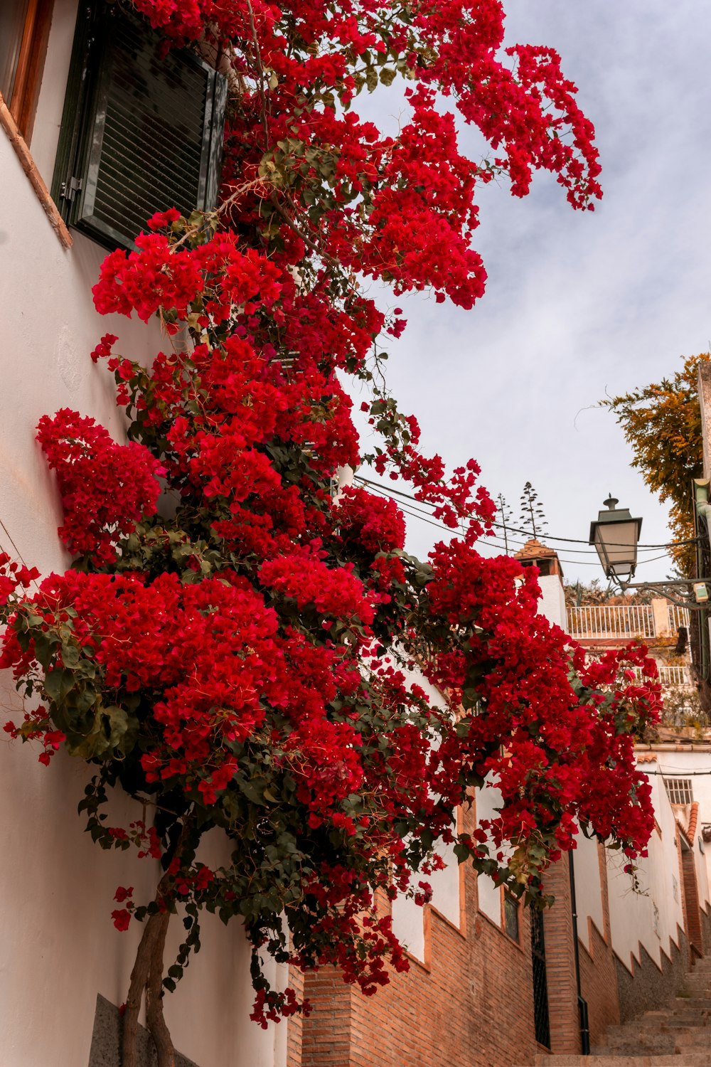 a tree with red flowers growing on the side of a building